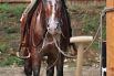 Prorodeo Tour 15.9. 2013